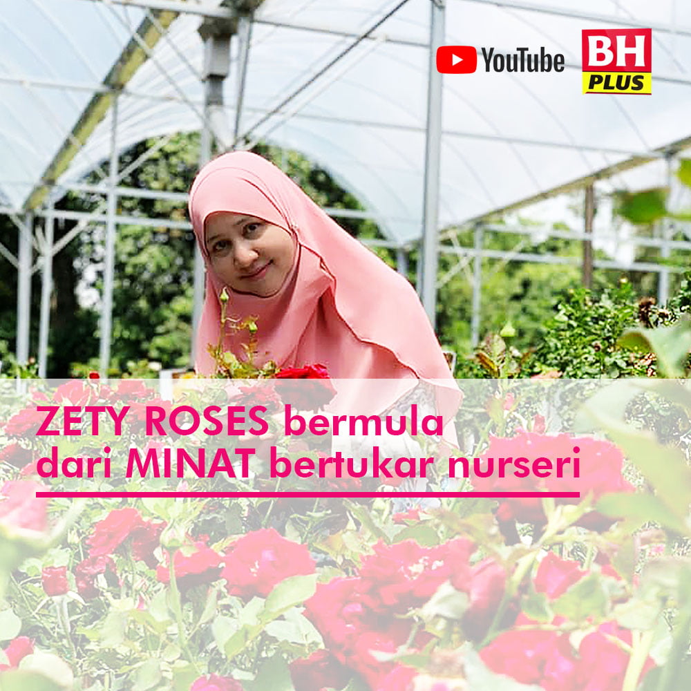 Zety Roses bermula dari minat bertukar nurseri