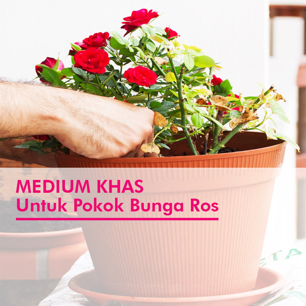 Medium Khas Untuk Pokok Bunga Ros